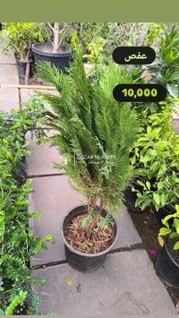 مشتل الأوسكار • مواد زراعية • توصيل النجف