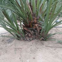 فسائل برحي • البصره • توصيل محافظات