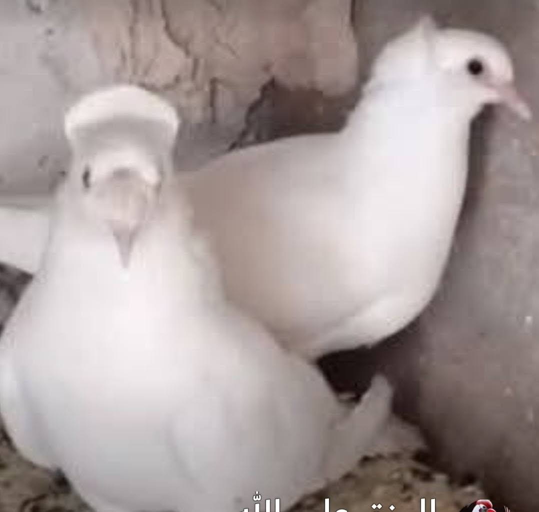 غراظ للبيع كل وسعره مناسبات نجف الشرف


**إذا كنت صاحب هذا الإعلان وتريد حذفه لأي سبب، رجاءا أرسل رسالة إلى الدعم الفني**
