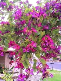 بوهينا خف الجمل • ارتفاع ٢م • كربلاء الحسينيه