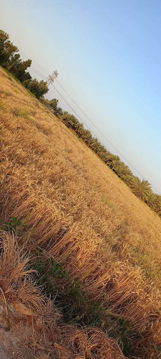 @مكلف بلنشر
سلام عليكم  ارض زراعيه في الكفل ع طريق السبعه خلف محطة الكهرباء الجديده تبعد عن طريق حله نجف 1200متر وعن شارع القاسم حله 150متر مساحة الارض الزراعيه 6.18دونم وتحتوي ع 22 نخله حلاوي وخط كالمتوز ع ضفاف النهر وتحوي ع ماء اساله وكهرباء +مياه سقي وتكون الارض مربعه وتحيطها من ثلاث جهات طريق سياره رقم صاحب الارض ***********
