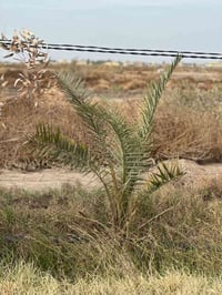 دونم زراعي • نخل ونبك • قرب صيطره