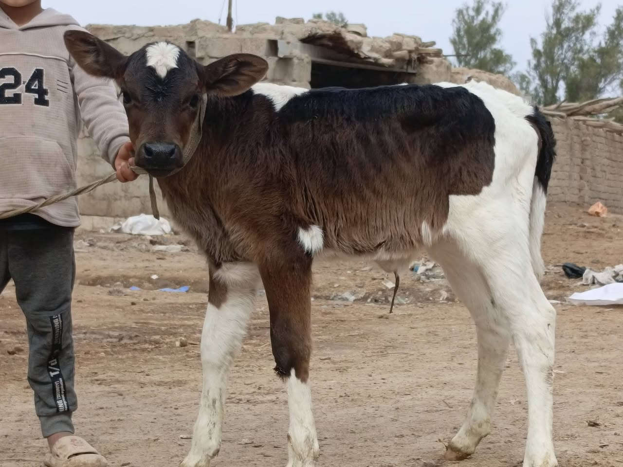 مطافيل العدد 2
السوده//وراها فحل وتحلب وكتين وام3بطن وحلابه

البكعه//وراها نثيه وتحلب وكتين ام2بطن وحلابه 

حلال نضيف ومال بيت يحلبن وكتين وامينات كلش

السعرر الوحده اب2650 مكان بابل شوملي ***********////*********** لاثير بي واتسااب
