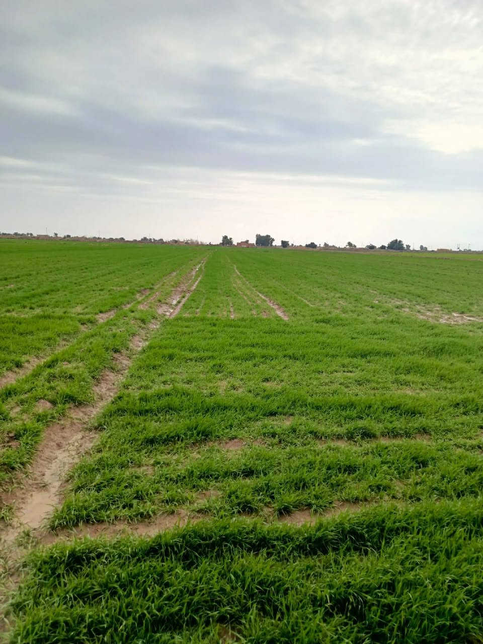 أرض زراعيه للبيع مساحتها 100 دونم  70 منها طابو  سند 25 و 30 دونم واقع حال فيها مضخه 50  حصان أبعادها 395م العرض موازي لنهر دجله أي الوجه من جهة نهر دجله النزال 885م والعرض الآخر 182م  موقع الأرض في الكوت تبعد عن مركز المحافظه 32كم على طريق العماره كوت 28 الطريق العام و4كم من الشارع العام إلى الأرض والشارع مبلط حديث والآن مزروعه حنطه
الاستفسار أكثر تصال على رقم ***********
