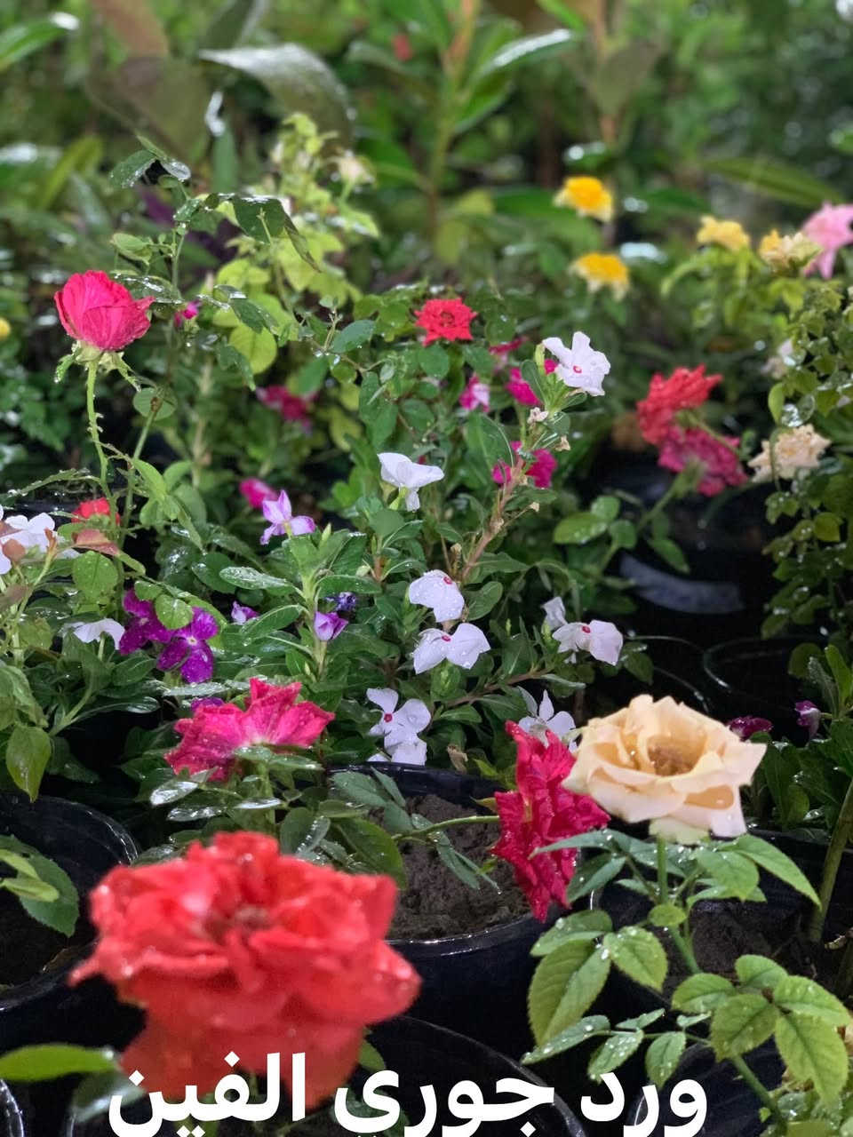 بسم الله وجبه جديده من انواع الازهار والشتلات 🌹🌹🌸🌼وبااسعار مناسبه جوه السوك😍😍😍🌹🌹🌹
الكميه محدوده للطلب اتصل 👇🏻  توصيل فقط الف داخل العزيزيه 
‭***********‬
