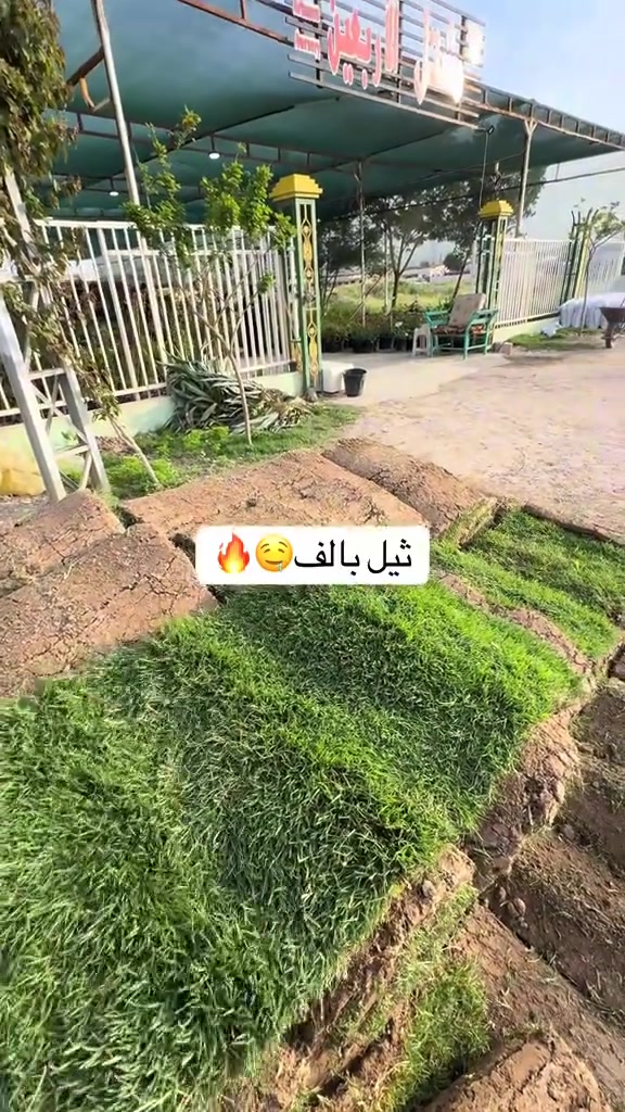 مميزون بما نقدم🍃🌱
🍁يتوفر لدينا كافة انواع الثيل الطبيعي .
🍁التوصيل لكافة المحافظات 
🍁يتوفر لدينا الثيل:
الثيل الهندي - الثيل الامريكي - الثيل الايطالي - الثيل الفرنسي 🔰

🍁(مستعدون لتجهيز الحدائق المنزلية و الملاعب الرياضية و المنتزهات و الدوائر الحكومية بكادر مختص مميز يجيك لباب بيتك 

#بـــأسعار #تنافسية 
🍁لمعرفة سعر المتر المربع التعليق ب "تم" سوف تصلك رسالة 
🍁للحجز والاستفسار عن الاسعار الاتصال بنا على الرقم
 *********** //***********
