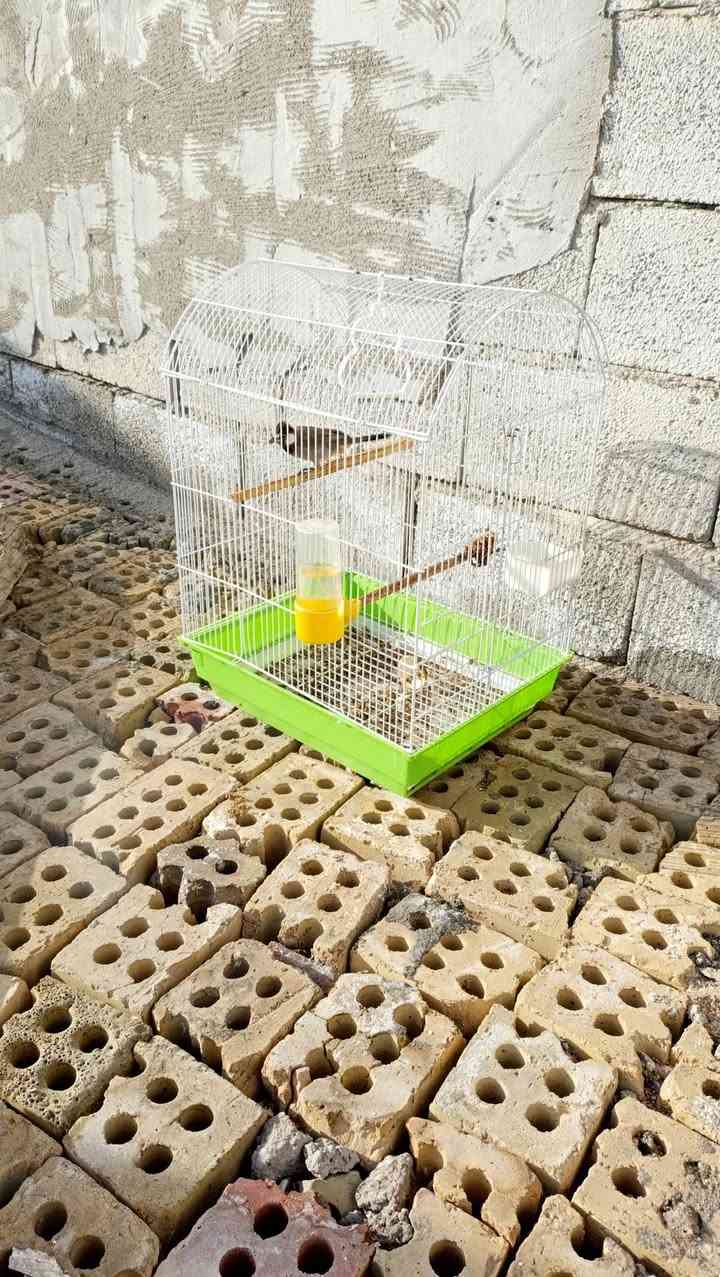 اقفاص البيع سعر خاص


**إذا كنت صاحب هذا الإعلان وتريد حذفه لأي سبب، رجاءا أرسل رسالة إلى الدعم الفني**