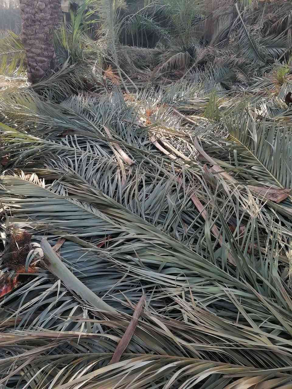 السلام عليكم متوفر سعف أخضر ويابس وكرب ليردهن يتواصل *********** ديوانيه قضاء السنيه
