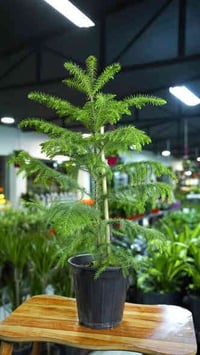 نباتات تركية • مشتل النورين • توصل الصويرة