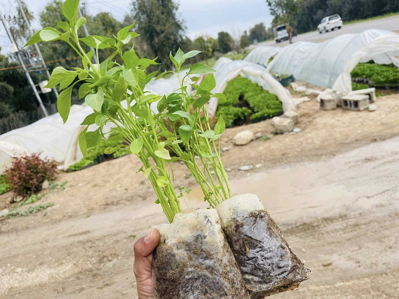 ماشااللە بەناوی خوای گەورە  بۆ دوكانە زراعیەكان 
مشتل حسن عوزێر لە كەلار  (***********)
لەهەفتەی داهاتوەوە هەمو جۆرە شەتلێكی وەرزیمان لادەس دەكەوێت بە (هەرزان ترین نرخ)
وەك (بیبەر تون وشرین باینجانی رەقەم یەك بامێی چل شەوە بامێی خر كولەكە و خەیار بەهەمو جۆرەكانیەوە  تەماتە بەهەمو جۆرەكانیەوە )
گەیاندنمان هەیە لەكەلار هەتاكو هەولێر بەهەمو شارەكانەوە 
تب گەیاندنەكان خۆمان دەیكەین 
هەمو شەتلەكان بەشەرت دەیدەین  ….
