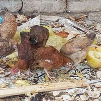 دجاج