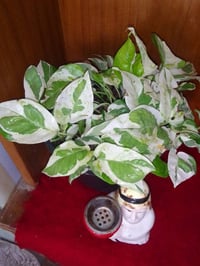 لبلاب داخلي • أخضر وأبيض • توصيل ديوانية