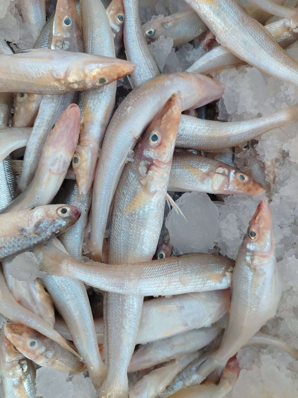 ربيان شحمي كلوين ونص اب 10
حاسون كلوين ونص اب 10
سمتي تازه كيلو اب 5
***********
