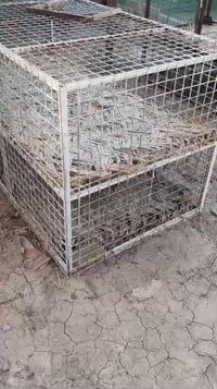 الناصرية • شلع • ٢ قطع