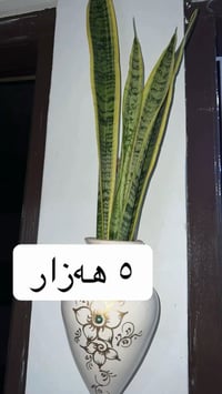 ورد • للبيع • توصيل سليمانية