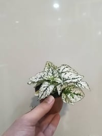 فتونه • قطعتين • توصيل الموصل