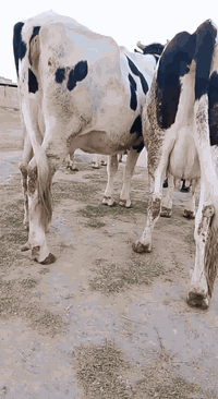 ياالله اللهم صلى على محمد وال محمد
ابقار محاطيط عدد 3 نوع هولشتاين خشانيه عملاقه حلال من مراح واحد كله فول حلال مال جناي نضيف انطي تعهد كافه ماابعد الولاده شرط ع الحليب خشانيه فكار ماعون شطر شراي الثكيل يتصل يرهم بيع شلع وتفريد حلال فول 
مكان بغداد ابي غريب واتس ***********
//*********** يوجد توصيل حسب الاتفاق
