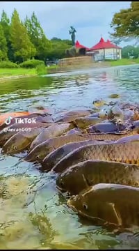 يوجد سمچ حوض حي بالبيت وسمچ صيد نهر دجله بأنواعه للاتصال 07800225208