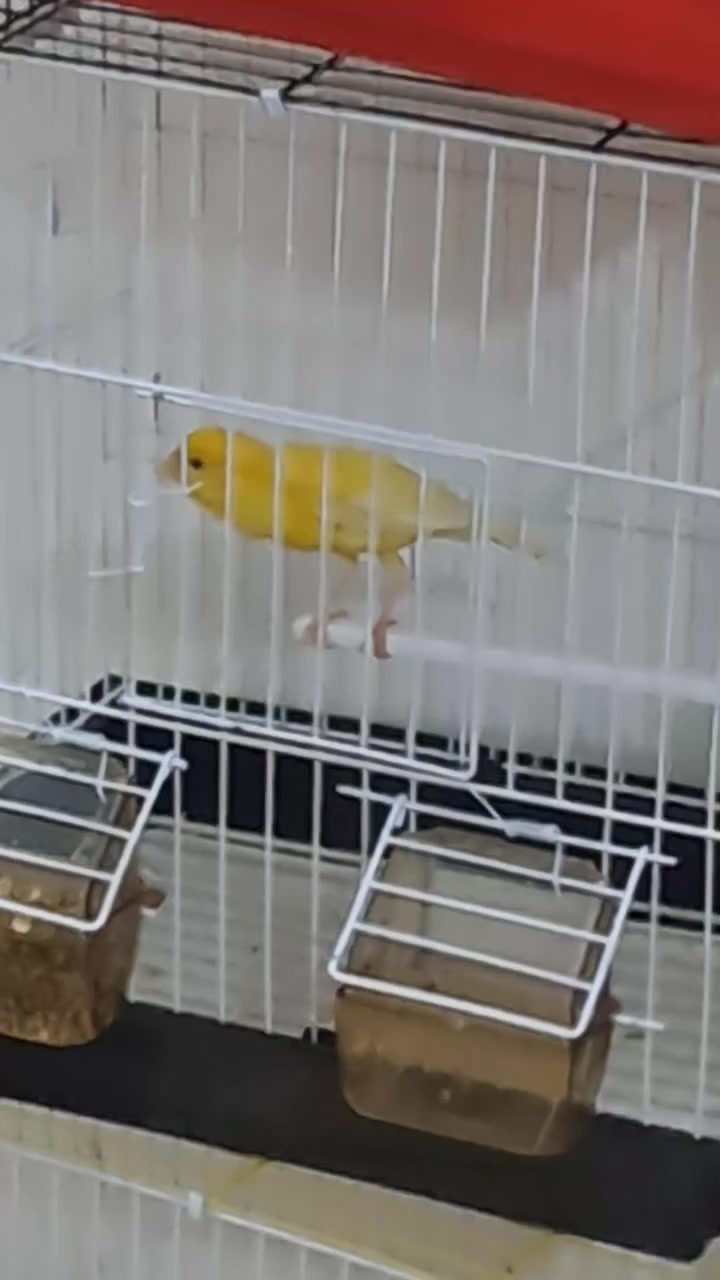 يا الله متاااااح فحل كناري فووول الفول 55  وي القفص مكاني حي الرساله ( عندي توصيل ) الشراي يتصل ***********
