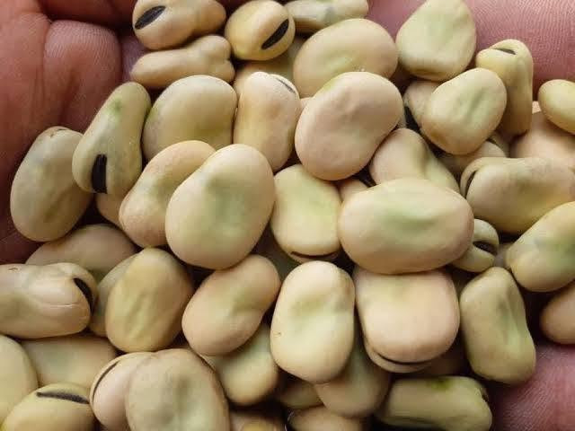 صلوا على الحبيب المصطفى اللهم صلي وسلم وبارك على نبينا محمد 
فول البلدي من مؤسسة ياسر العطار حابيه عريضه تملأ القدره وترفع راسك قدام زباينك تسوية سريعه جدا قلب دايب بلون كهرمان فاتح يفتح النفس.  بضاعتنا حاضرة بالشكارة  وقطاعي للمطاعم ❤️


**إذا كنت صاحب هذا الإعلان وتريد حذفه لأي سبب، رجاءا أرسل رسالة إلى الدعم الفني**