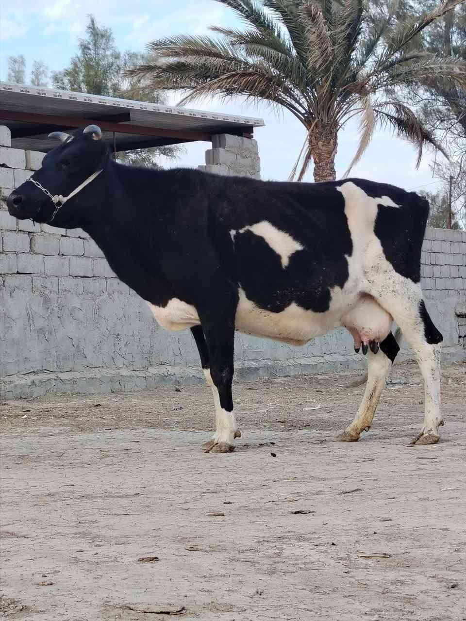 يا الله هاشه لبيع فريزية زراعية أم ثالث بطن وماخذه لفحل صار 6 تشهر مفحوصه سونار وتحلب صاحبت ماعون وشطر حره يواحد يحلبهه هاشه مجنيه مالت بيت شرط لحليب ودسامه خير من الله مشروطه كافه شروط لجني لسعر 1950 لمكان بابل شوملي لسفسار ***********
