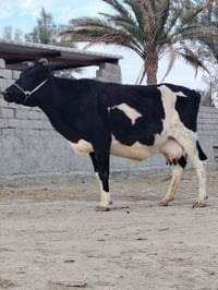 فريزية زراعية • حامل ٦ أشهر • تحلب