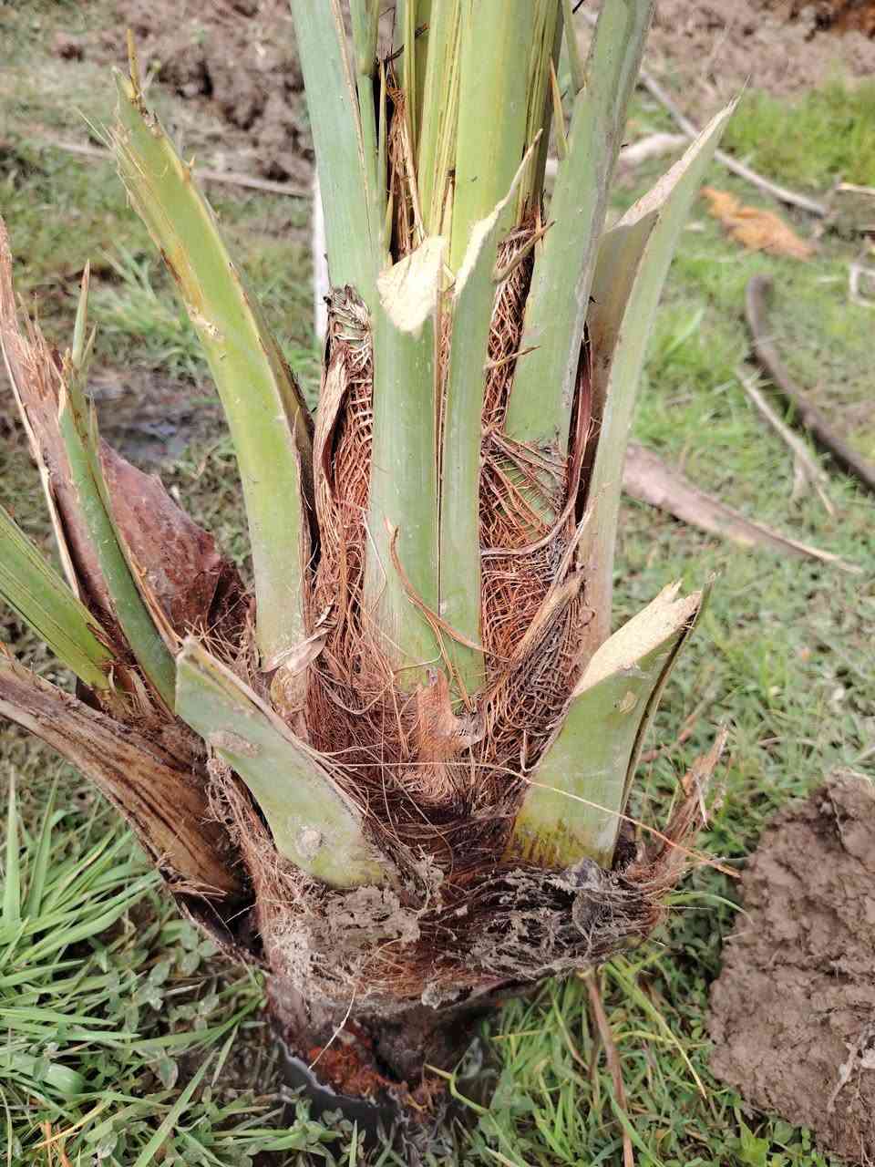 سلام عليكم لبيع انواع النخل مكان الغراف


**إذا كنت صاحب هذا الإعلان وتريد حذفه لأي سبب، رجاءا أرسل رسالة إلى الدعم الفني**