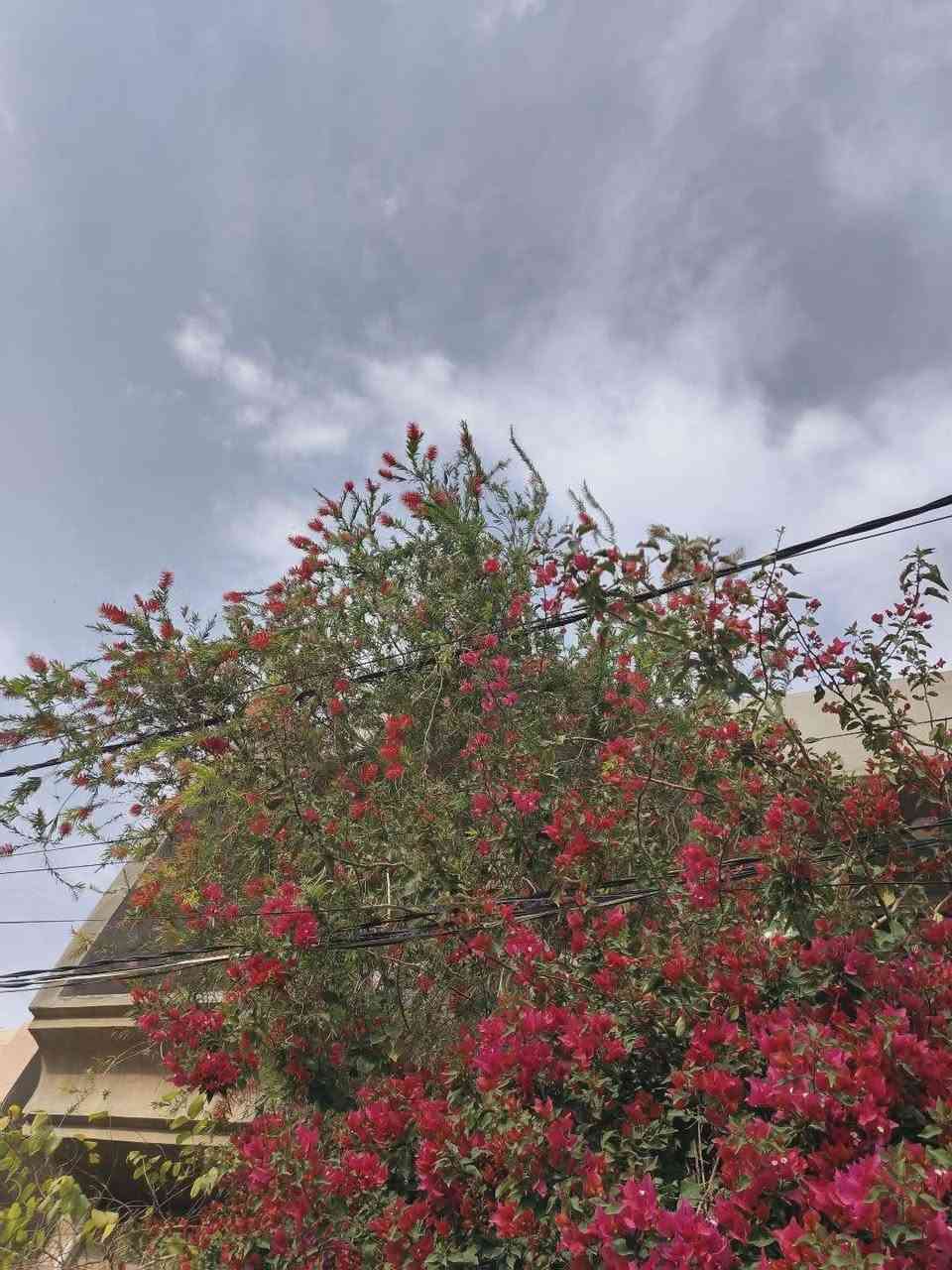 فرشاة البطل والجهنمية شجرتان ناجحات بامتياز وتتحملان جميع الظروف وشجرتين جداً جميلات😍🌳💚

#لعراق_اخضر_ازرع_شجرة
#شجر
#تشجير


**إذا كنت صاحب هذا الإعلان وتريد حذفه لأي سبب، رجاءا أرسل رسالة إلى الدعم الفني**
