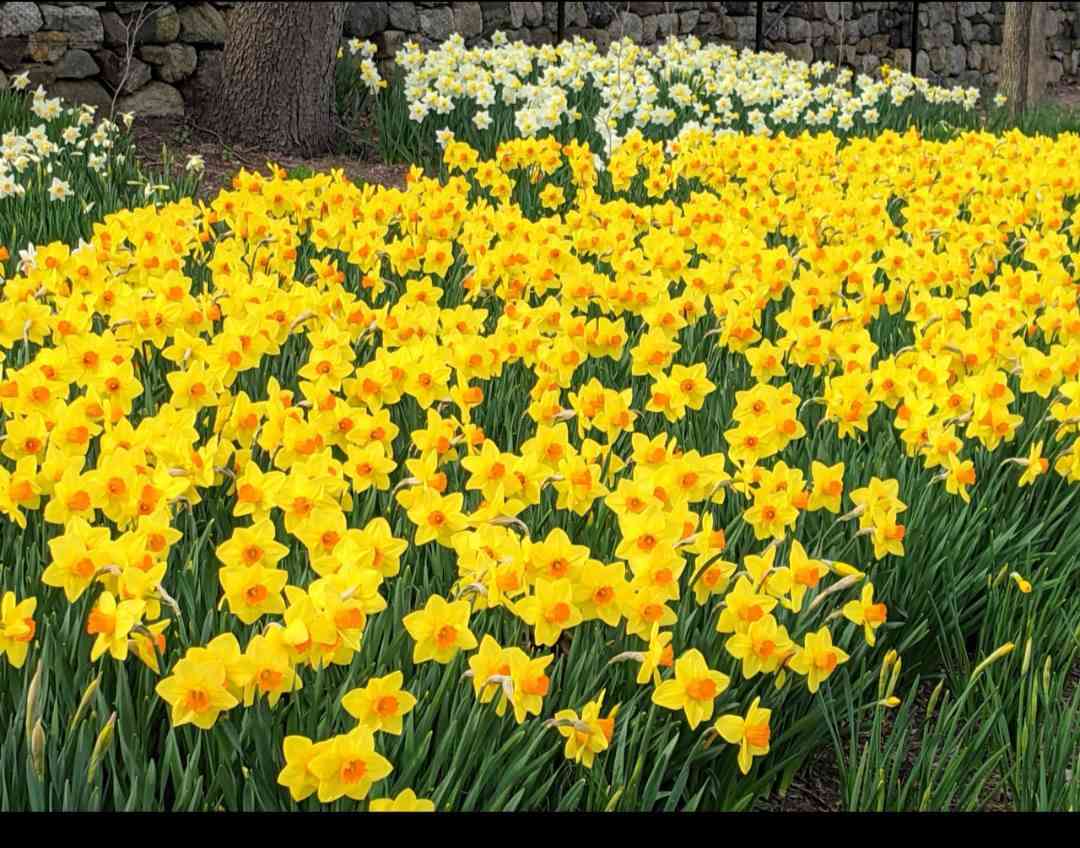 يتوفر الآن لدى مشتلنا مشتل العذاري
🌼 ورد النرجس الأصفر العطري وكو ابيض بس بعدهن ما امردات بس الاصفر امرد كمية محدودة
لون مشرق ورائحة جميلة  🌞
📍 عنواننا: شارع زوبع – الصوب الصغير
🚚 يتوفر توصيل داخل غماس
للبيت، للحديقة، أو هدية مميزة…
النرجس الأصفر يضيف لمسة جمال وأناقة لكل مكان 💛
أهلاً وسهلاً بكم 🌿


**إذا كنت صاحب هذا الإعلان وتريد حذفه لأي سبب، رجاءا أرسل رسالة إلى الدعم الفني**