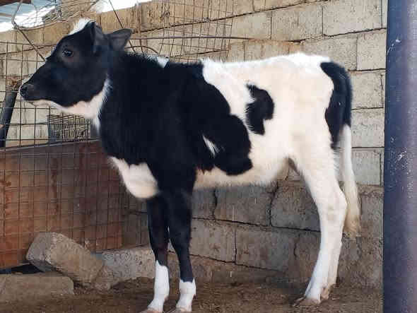 السلام عليكم بچر فريزي زراعيه درجى اولى عمرها 7تشهر رقم واحد المكان صلاح الدين  الشرقاط الخضرانيه ***********
