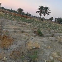 للبيع :  أرض زراعية ٥ دونم عقد ٣٥ إصلاح زراعي كل ١٠ سنوات يتجدد  العنو...