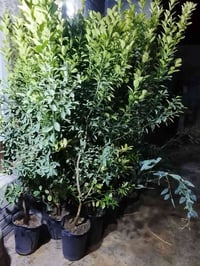 لالنگي صيني • ارتفاع ٣م • خشن