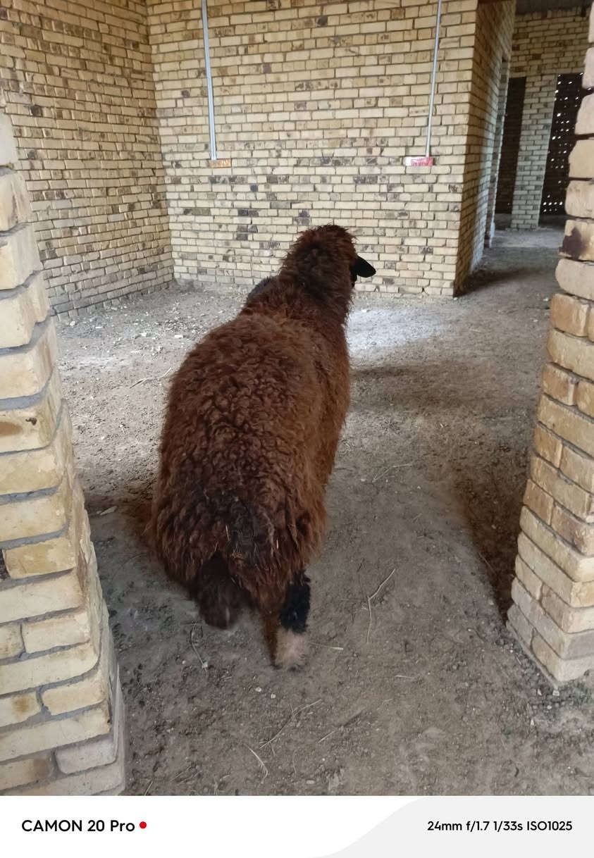 السلام عليكم نعجه خشنه وسمينه كلش مال ذبح بعدهه ورجينه الشراي يتصل وبالخدمه ***********
