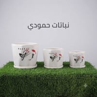 سنادين • ثلاث أحجام • نباتات حمودي