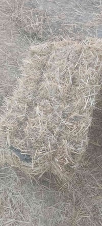 كبس حنطه • سويتر