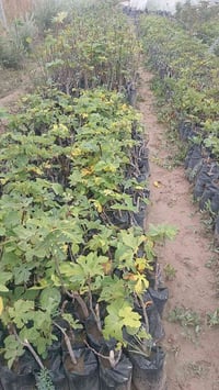 بسم الله الرحمن الرحيم  يعلن مشتل الشاهين الزراعي عن توفر شتلات تين ال...