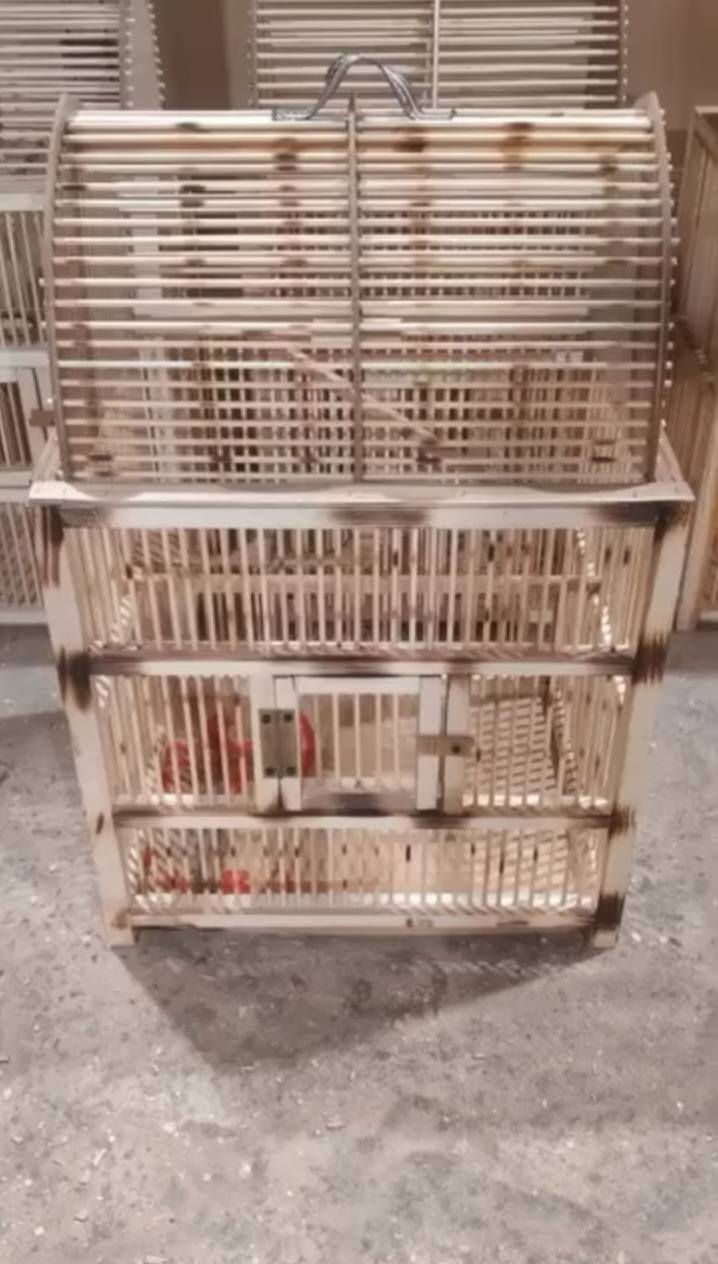 اقفاص بلابل بأشكال مختلفه واسعار مختلفه وبيوت طيور حب وفناجس وغندوره وكل انواع الطيور حياكم الله تواصل ع الخاص او واتس اب ***********
