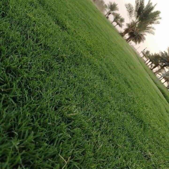🍀متوفر كافة انواع الثيل🍀 
الثيل امريكي والهندي والايطالي والفرنسي
كادر متخصص :
لتجهيز... مشاتل🌴
والدوائر حكوميه🏦
منازل🏡 منتزهات🏄
موجود خدمة توصيل 🚕🚕
لكل محافظات العراق 
للطلب التواصل مع الصفحة او الاتصال على :؀واتساب   

***********
