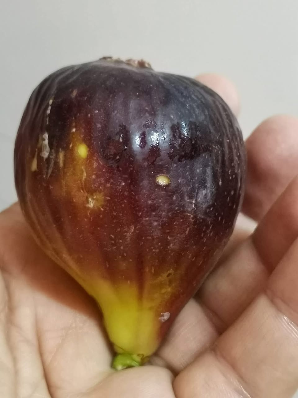 #مشتل_نور_الهدى  **يرحب بكم**
 شتل تين العبيد السعودي
#صنف غزير الإنتاج وطعم عسل مجرب ومزورع في حديثه من قبلنا ويحمل بنفس السنه ومتحمل لظروف الجويه ويمتاز بكبر حجم الثمار
#سعر الشتله 5 ألاف 
#نعطي ضمان بصنف 
اسماعيل. *********** 
احمد.     *********** 
العنوان محافظة الانبار- حديثة صعدة الحي العسكري 
مقابل سالم للادوات الاحتياطية / مجاور فلس ونص
توجد خدمة توصيل
