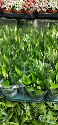 اليوم🍃 ذوقك يبان من تفاصيل بيتك… خلّي النباتات تحكي عنك 🌿 🌼 نباتات مخت...