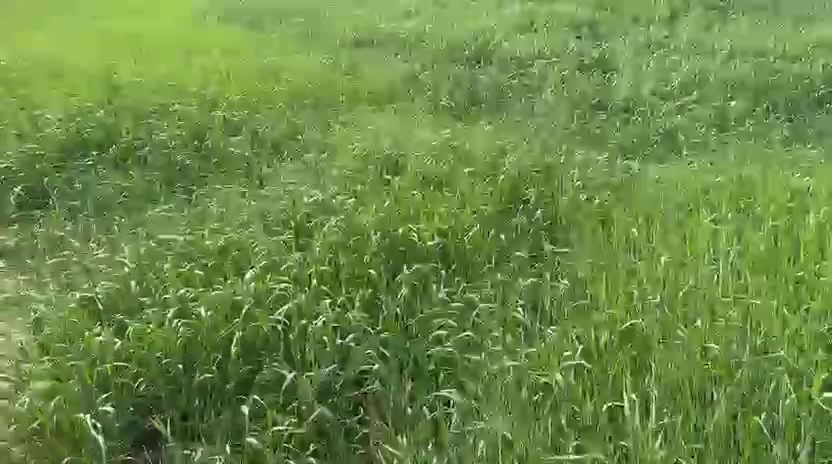 ارض زراعيه للبيع ٥ دونم تريد مفرد ابيعك تصلح زراعه وسكن نفس ما بالصورة بدايه طريق ابو الماش 
استفسار ***********
