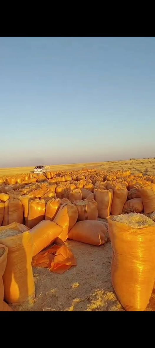 تبن للبيع واصل البيت مكاني الحجاج الكبسه 160وبيه مجال الستفسار علئ هاذا الرقم ***********
