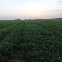 بابل جبله • ٧٥ دونم • ماي سقي وكهرباء