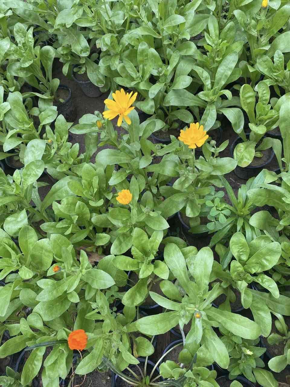 #عرض الخمسه الاف 
استرا كزانيا ثلجي قرنفل اقحوان 
تنباع شتله الوحده بالف دينار 
اليوم اسويلكم تشكله ١٢ شتله بخمسه الاف فقط 
يعني اقل من ٥٠٠ 
#العرض_اليوم_فقط 
باجر يرجع السعر الاصلي بدون عرض وبدون احراج


**إذا كنت صاحب هذا الإعلان وتريد حذفه لأي سبب، رجاءا أرسل رسالة إلى الدعم الفني**