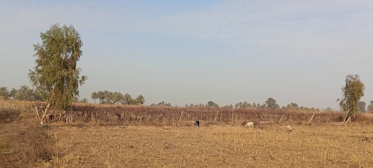 السلام عليكم قطعه ارض للبيع دونمين زراعي مسيجه وكل الخدمات واصله وقريبه على نهر دجله ومزروعه دونم ونص عنب السعر 100 وبيها مجال ***********
