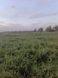 تنظيف حدائق • تقليم أشجار • حصاد شعير