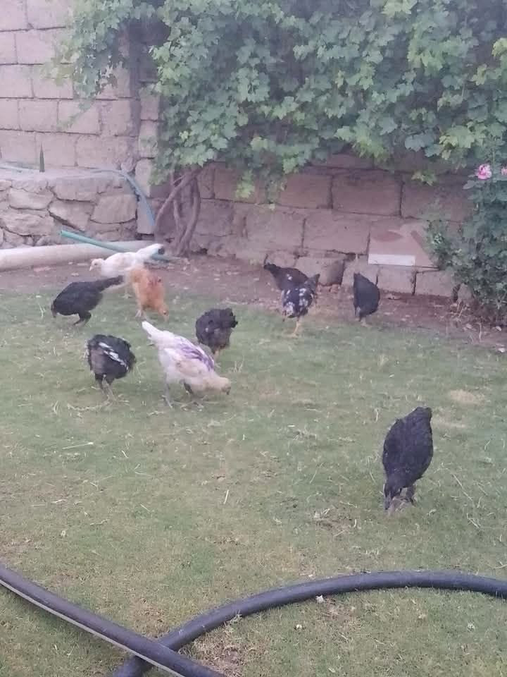 متاح صواصي عرب العدد 17 سعر الزوج 13 وبيهه مجال العنوان ناحيه الشورة مكلف بنشر ‏‪***********‬‏
