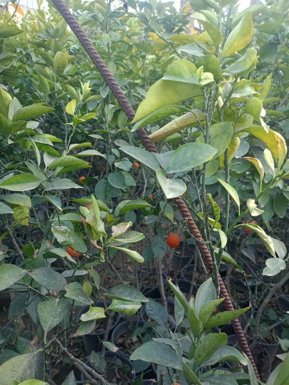 مشتل كرار الزراعي           الاسعار جمله فقط
يتوفر كميه محدوده من الحمل الثمر 

برتقال عراقي  حجم سندان 24 عود جبر تطعيم ع اصل نارج ضمان 💯% وليس ع  جويفه الحمل واضح سعر 7000

موجود تنك العمر 5سنه حامل الثمر سعر سعر 14٫000

نومي حامض  سندان سعر 7000
لالنكي 5اصناف 8000
سندي 7000
برتقال دموي سندان سعر 8000

برتقال عراقي كيس ارتفاع شتله متر ونص سعر 3٫750
لالنكي عراقي كيس ارتفاع شتله مترونص واكثر 3٫500
نومي حامض عراقي كيس ارتفاع شتله مترين اله 3٫500
سندي عراقي كيس سعر 4٫500

تحياتي الكم احبتي متابعين 
العنوان بغداد الكريعات يم وقف سني 
واتساب ***********
