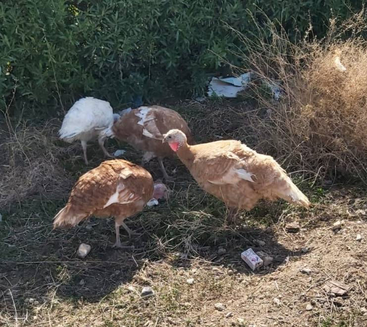 فحل فسفس هولندي احمر+ اناث عدد ٤ السعر ١٧٥ مكان صاحبها السد للاستفسار الاتصال ‏‪0780 484 0442‬‏
