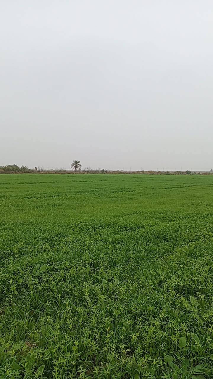 سلام ۈعـليكم
خمس دوانم برسيم لبيع مكان الدجيلي كيلو 36🏞

سعر الدونم 550 وبيه مجال

الشراي يتصل ‏‪***********‬‏🤳
